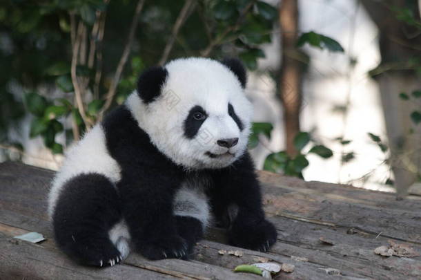 小熊猫学习<strong>爬行</strong>，成都熊猫基地，中国