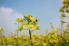 在阳光下生长的菜籽花和采蜜的蜜蜂