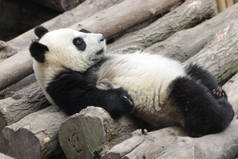 中国，一只毛茸茸的小熊猫躺在草地上的滑稽小猪