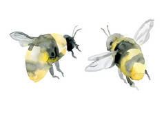 在白色上隔离的水彩画中的蜜蜂