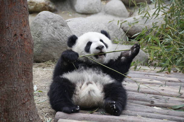 快乐的小<strong>熊猫</strong>正试图<strong>吃竹子</strong>，成都<strong>熊猫</strong>基地，中国