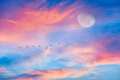 月亮在夕阳西下的天空中升起，就象一群鸟儿在云彩之上飞翔