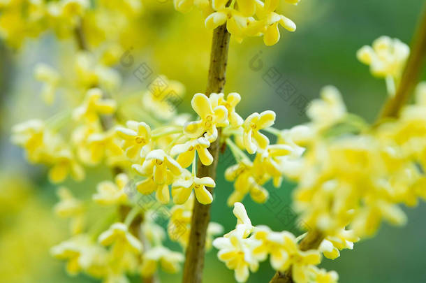 秋天芬芳芬芳的黄桂花盛开