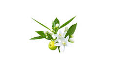 橙树枝条，有白色芬芳的花朵、芽、叶和果实，在白色上隔离。菊花.