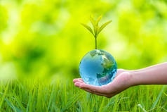 可再生能源概念地球日或环境保护保护生长在地面上的森林，帮助拯救地球.