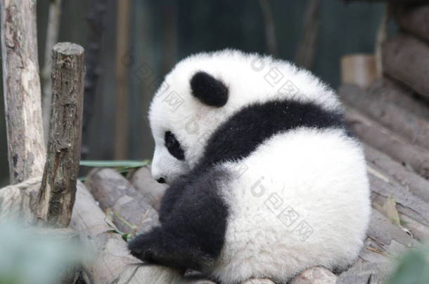 中国成都熊猫基地可爱的毛绒绒小熊猫
