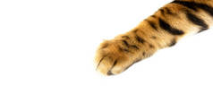 孟加拉猫爪紧密地隔离在白色的背景下，金黄色的熊爪