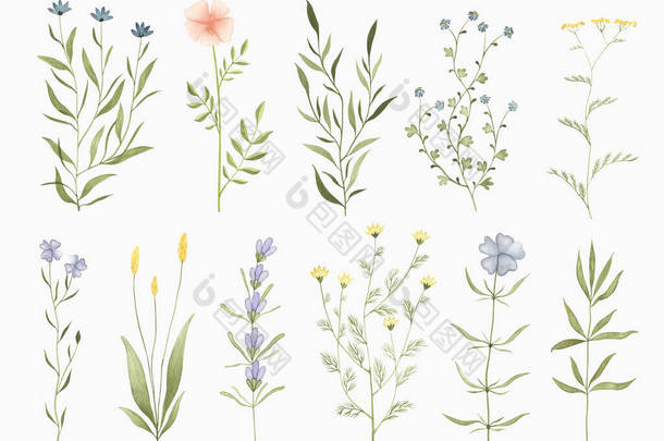 一套水彩画的小花.手绘夏季植物图案元素，用于婚礼邀请函、贺卡、明信片、贴纸及其他.