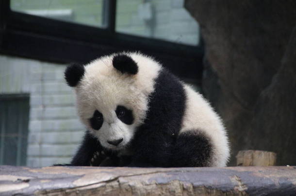 中国<strong>上海</strong>可爱的<strong>小</strong>熊猫