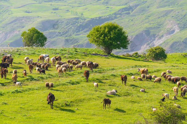 <strong>一群</strong>牛羊在山上的绿色草地上吃草