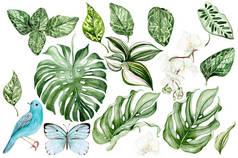 水彩画集兰花和不同的叶子，鸟和蝴蝶。说明1