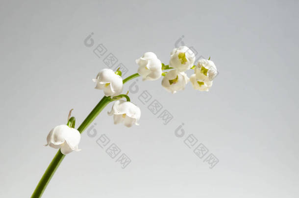 在明亮的阳光下，在白色的背景上隔离的山谷百合（Convallaria majalis）<strong>芬芳芬芳</strong>的钟状白色花朵的特写宏观镜头。精美的花卉背景