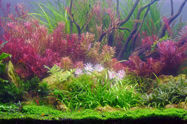 热带鱼水族箱中五彩斑斓的水生植物.有选择的重点.