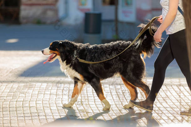 一个女孩带着一只大狗在城市里走来走去。用皮带牵着狗走