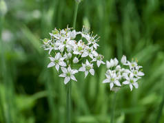 背景模糊的中式切花.(学名Allium tuberosum))