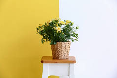 漂亮的黄色玫瑰放在靠近彩墙的桌子上