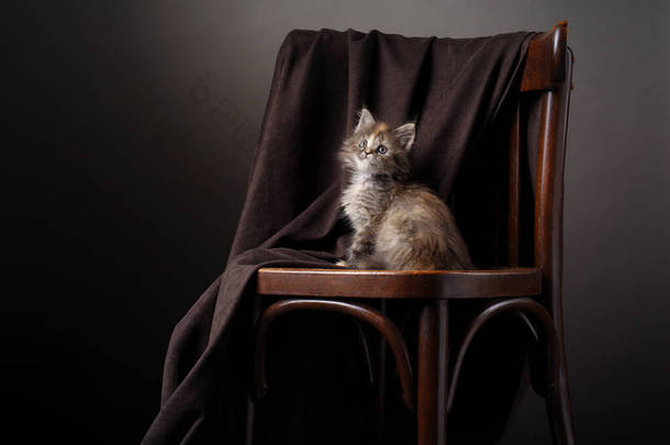 缅因州的一只小猫，坐在一把老式椅子上，棕色背景