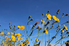 夏日艳丽的黄色花朵映衬着蓝天的自然