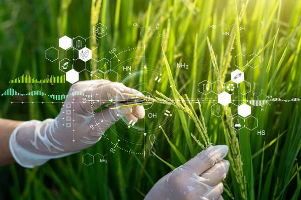 水稻植物研究、染色体DNA和基因研究、水稻品种研究、科学家研究和水稻遗传实验等方面的科学，均以田间试验数据为基础