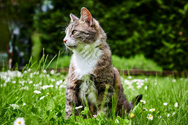 一只年轻的猫在花园里享受阳光.