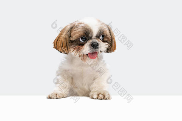 可爱快乐的石子犬坐在地板上，在白色的摄影棚背景上遥望远方的肖像.