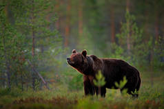 大棕熊在晨阳下在湖面上散步.野生大自然的野生动物场景。黑漆漆的熊夜景芬兰森林中的危险动物.