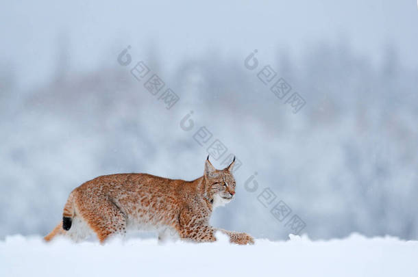 Lynx，冬季野生动物。在栖息地里可爱的大猫,<strong>寒冷</strong>的环境.波兰，雪地森林，有美丽的动物野生山猫。欧亚山猫在森林里奔跑，野猫在雪地里. 