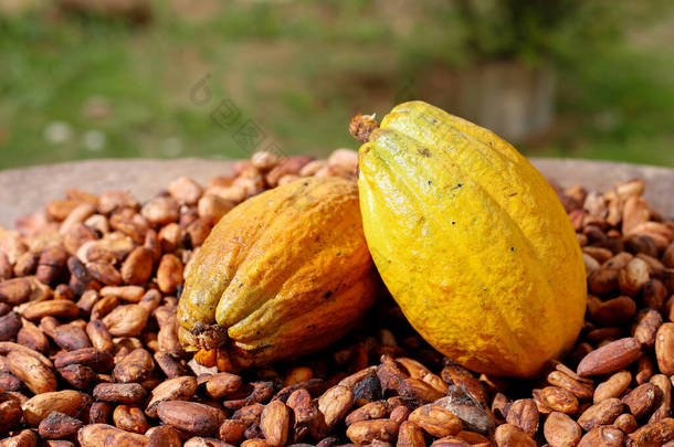 可可豆和水果- Theobroma cacao L.形象，特写形象