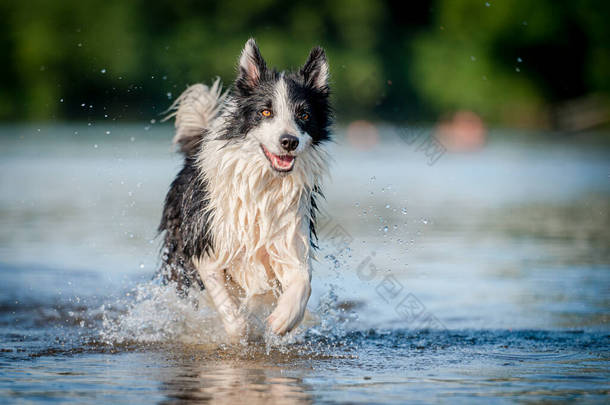 夏天,可爱的黑白相间的健康快乐的狗在水河中繁殖边境<strong>牧羊犬</strong>.在水里跑来跑去的狗享受夏天.