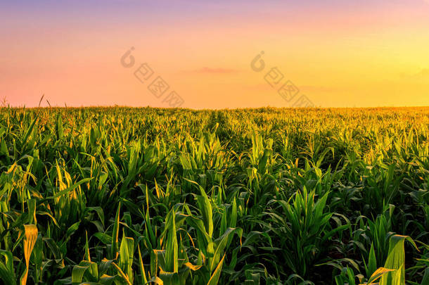 日落或日出时在农田里排成行的玉米.农村景观.