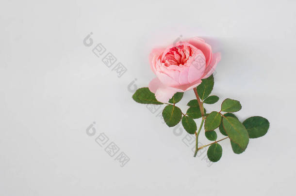 <strong>英式</strong>牡丹花园白底玫瑰花，有免费的文字或贺卡复制空间