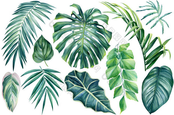 异型植物，棕榈叶，孤立的白色背景上的怪兽，水彩画