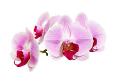 紫色兰花，粉红凤尾兰（蛾）兰花，白色背景，有剪枝路径