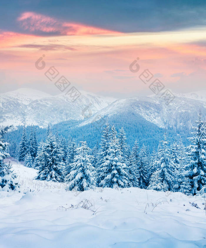 喀尔巴阡山冬日的落日,白雪覆盖了杉树.五彩缤纷的户外景致,新年快乐的理念.艺术风格经处理后的照片