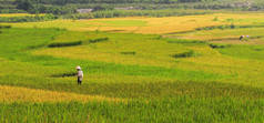 越南萨帕的梯田稻田。萨帕梯田是越南最杰出的自然奇观之一.
