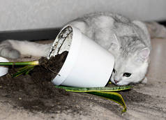 那只白猫把一只花盆掉在地上,花盆上有一朵花.花盆里的土都碎了.这只猫对家养植物有害.英国猫。概念.