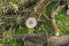 在草地上用链锯锯开的树。消除风暴的后果。树干、原木、木柴、树枝、树叶和锯屑