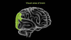 脑视觉区域的三维图解
