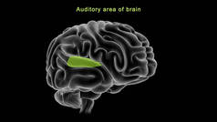 大脑听觉区域的三维图像