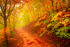 秋天在罗马尼亚喀尔巴阡山脉科齐亚。秋天的小雨中，雾蒙蒙的森林里，绿树成荫，五彩斑斓. 