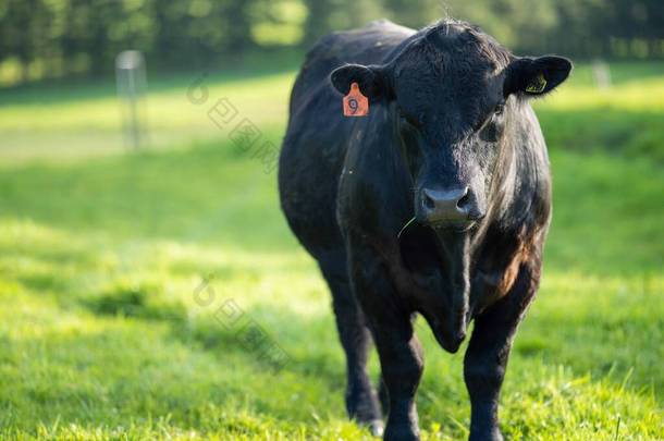 在澳大利亚的一个田野里，靠近正在吃草的种马的公牛、奶牛和小牛。在春夏两季的漫长草原上，牛的品种包括斑斑的公园、朦胧的灰色、 angus 、 brangus和wagyu.