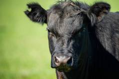 在澳大利亚的一个田野里，靠近正在吃草的种马的公牛、奶牛和小牛。在春夏两季的漫长草原上，牛的品种包括斑斑的公园、朦胧的灰色、 angus 、 brangus和wagyu.
