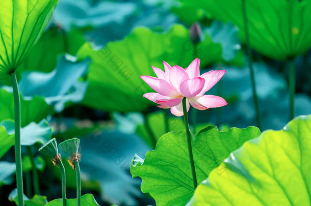 荷花盛开在夏天的池塘里，绿叶为背景