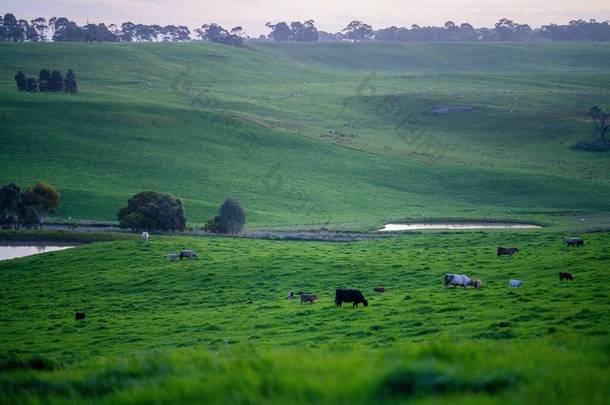 在澳大利亚的一个田野里,在草地上吃草的肉牛和奶牛的近距离接触.吃干草和青贮。品种<strong>包括</strong>斑斑公园、杂草丛生灰、安格斯、白兰地和马鞭草.