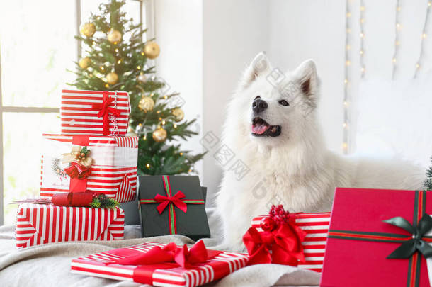 家里带着圣诞礼物的可爱的萨摩亚狗