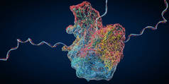 核糖体作为构建信使RNA分子的生物细胞的一部分- 3D示例