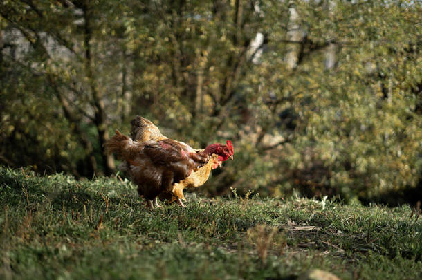 农场里的小鸡在草地上吃草.有机耕作,回归大自然的概念,美丽的鸡在一个绿色的乡村院子里.家禽养殖