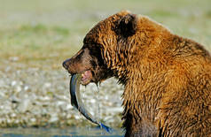 在阿拉斯加Katmai N.P.吃鲑鱼的棕熊（Ursus arctos）