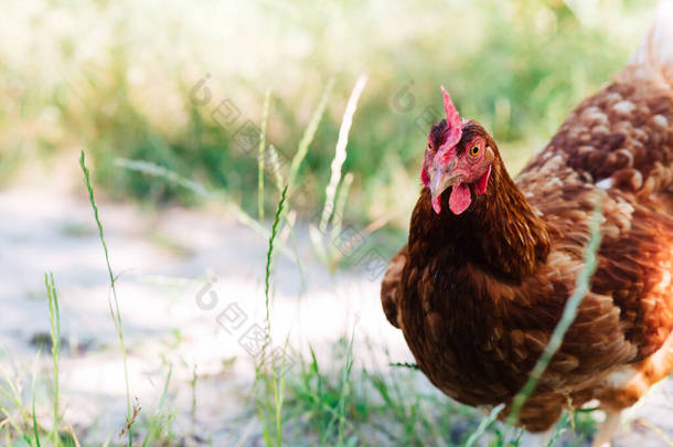 草上一只红母鸡的画像