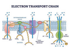 电子输送链作为呼吸内嵌输送机示意图